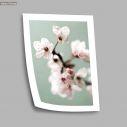 Cherry blossom on green poster