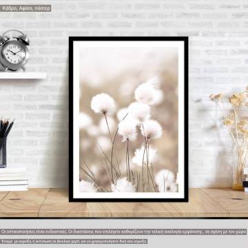 Cotton grass, poster