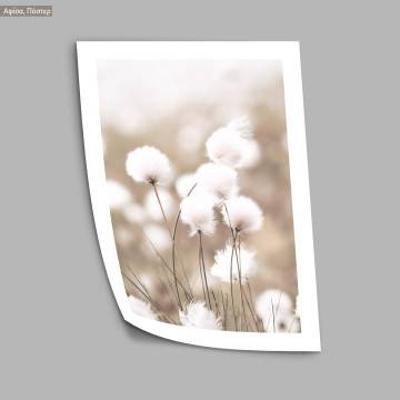 Cotton grass, poster 2