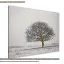 Canvas print, Lonely winter tree