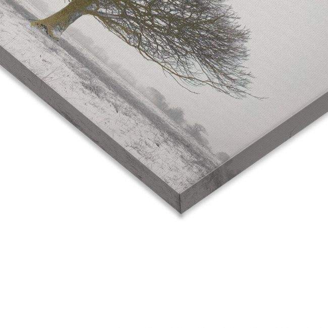 Canvas print, Lonely winter tree
