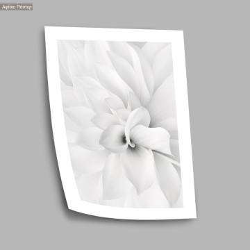 White petals I, αφίσα, κάδρο, μαύρη κορνίζα 2