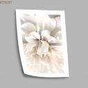 White petals II, poster