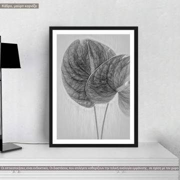 Anthurium flower sketch, αφίσα, κάδρο, μαύρη κορνίζα