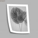 Anthurium flower sketch, poster
