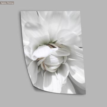White petals, poster 2
