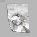 White petals, poster