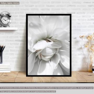White petals, poster