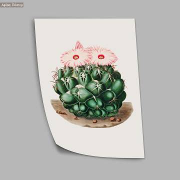 Cactus, κάδρο, μαύρη κορνίζα 2