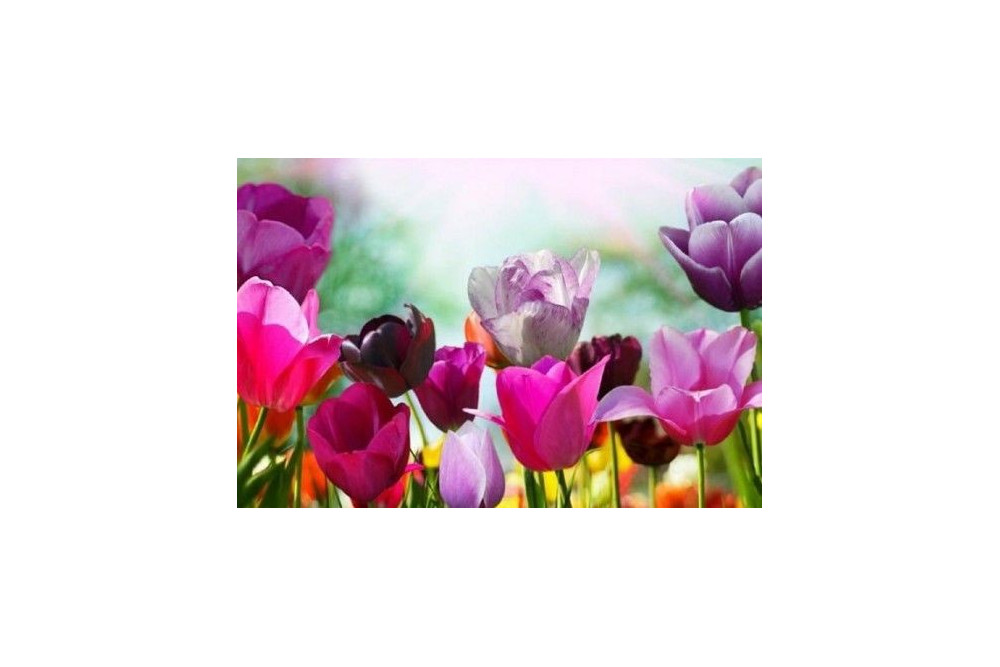 Spring is here to stay